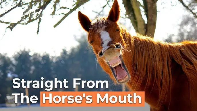 Why We Need GO Straight From The Horses Mouth.